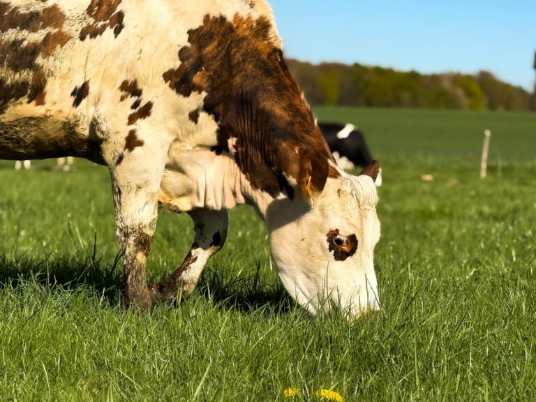 vache normande qui pâture
